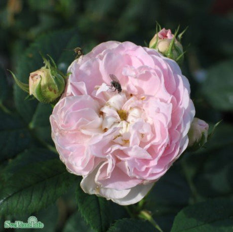 Klätterros 'Maiden's blush' 1-pack barrotad