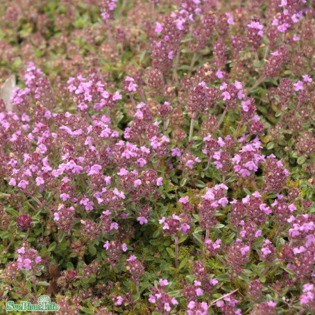 Gråtimjan 15-pack i kruka