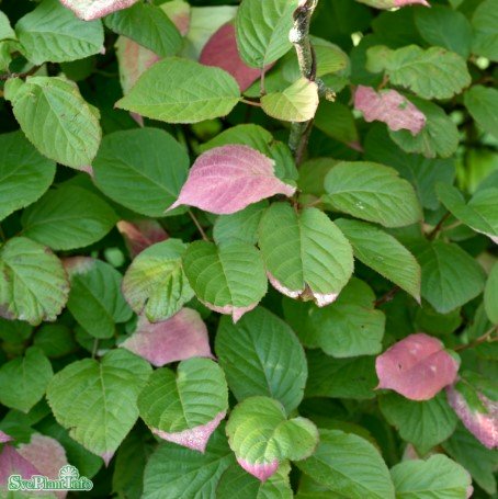 Kameleontbuske co 1-pack