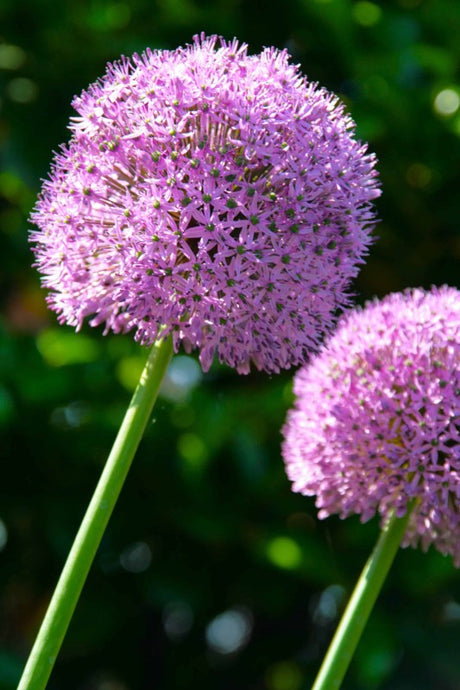 Allium, Prydnadslök 'Giganteum' 1st