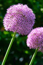 Allium, Prydnadslök 'Giganteum' 1st