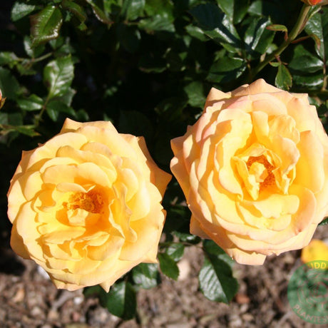 Tehybridros 'Amber Flush' 5-pack barrot