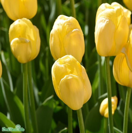 Darwinhybridtulpan 'Novi Sun' 8st