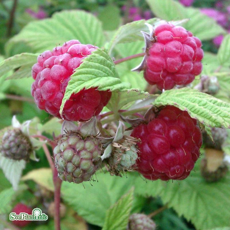 Trädgårdshallon 'Mormorshallon' 1-pack i kruka