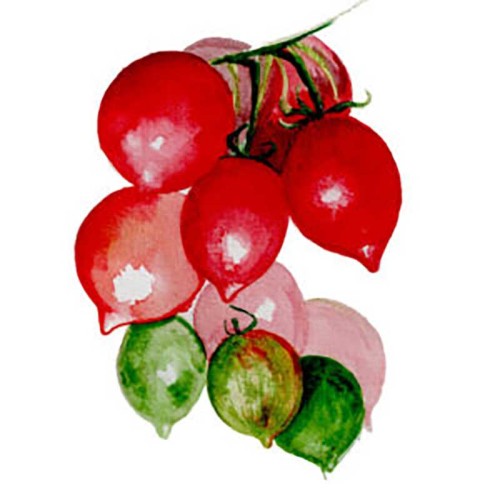 Vintertomat 'Kenneth's Piennolo' Svenskodlat frö