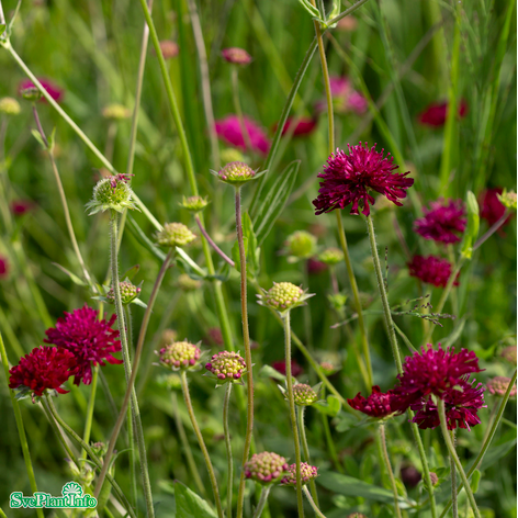 Grekisk vädd 'Mars Midget' 11cm kruka