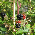 Flikbjörnbär 'Thornless Evergreen' 3-pack i kruka
