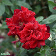 Floribundaros 'Barkarole'1-pack barrot