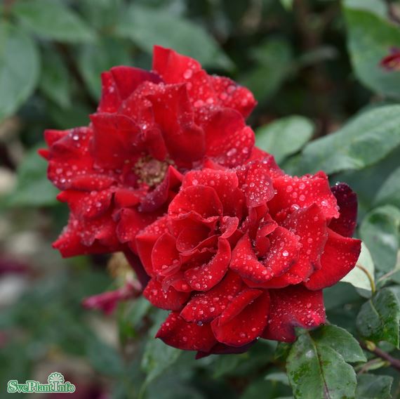 Floribundaros 'Barkarole'1-pack barrot
