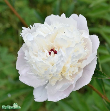 Luktpion 'Madame Calot' 1st barrotad