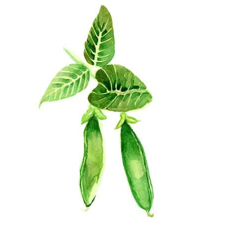 Sockerärt 'Tidig Låg' Svenskodlat frö