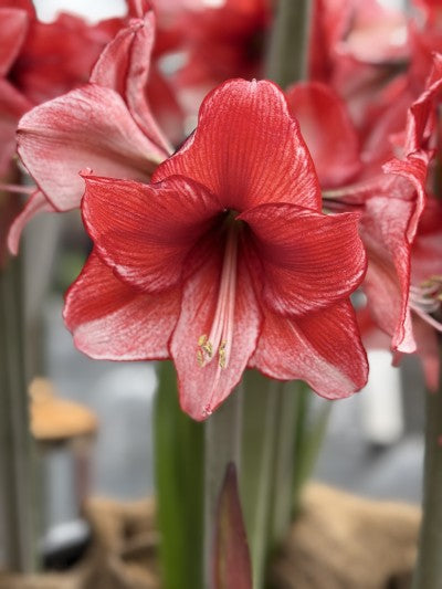 Amaryllis 'Charisma' 1st