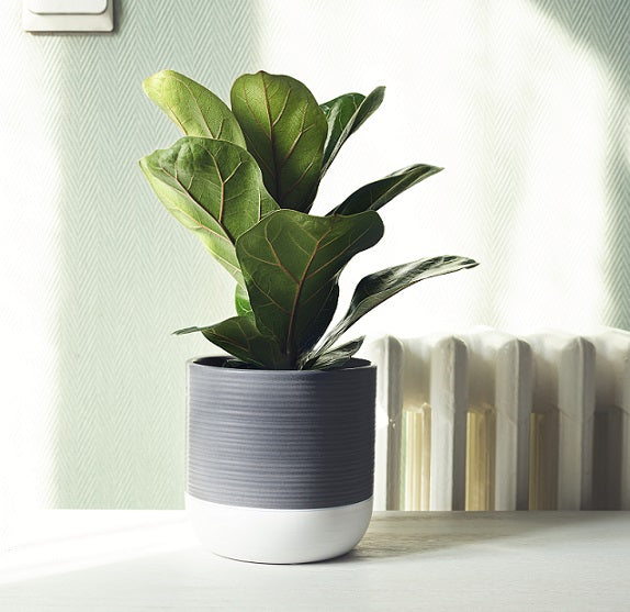 Fiolfikus 'Bambino' 12cm kruka