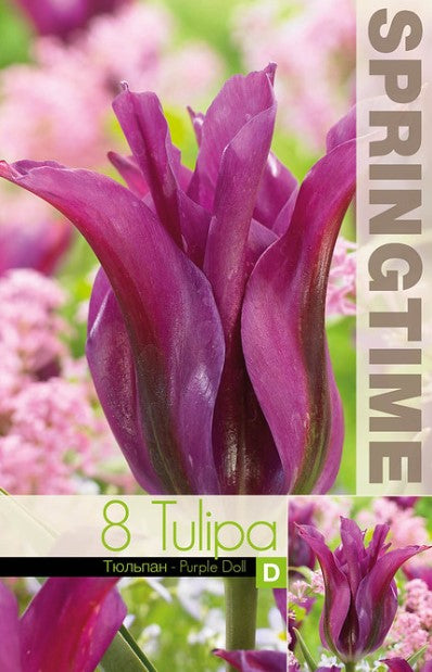 Grönbandad tulpan 'Purple Doll' 8st