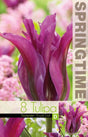 Grönbandad tulpan 'Purple Doll' 8st