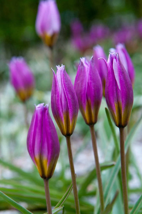 Botanisk Tulpan 'Helene' 8st