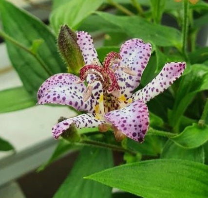 Skugglilja 'Pink Freckles' 13cm kruka