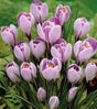 Krokus Storblommig 'Pickwick' 12st