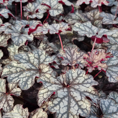 Alunrot 'Blackberry Jam' 12cm kruka