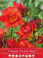 Freesia 'Double Red' 5st