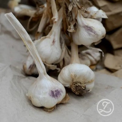 Sättlök, Vitlök 'Sabagold' 1st