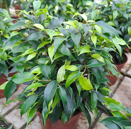 Benjaminfikus 'Green Kinky' 12cm kruka