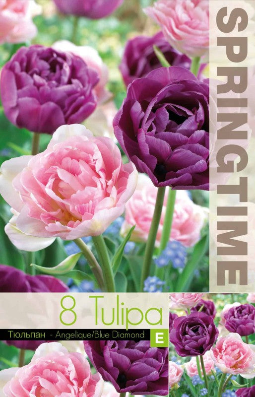 Tulpanmix 'Angelique & Blue Diamond' 8st