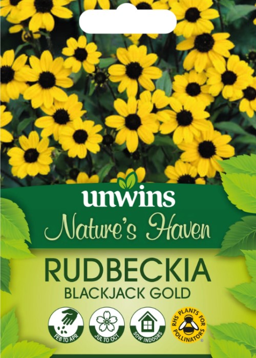 Trefliksrudbeckia 'Blackjack Gold'