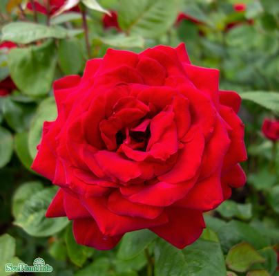 Tehybridros 'Burgund 81' 5-pack barrot