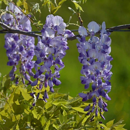 Japanskt blåregn 'Issai-Naga' co 3-pack