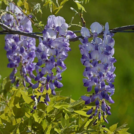 Japanskt blåregn 'Issai-Naga' co 3-pack