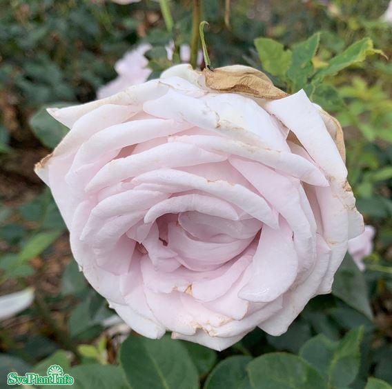 Modern buskros 'Bering Renaissance' 1-pack barrot