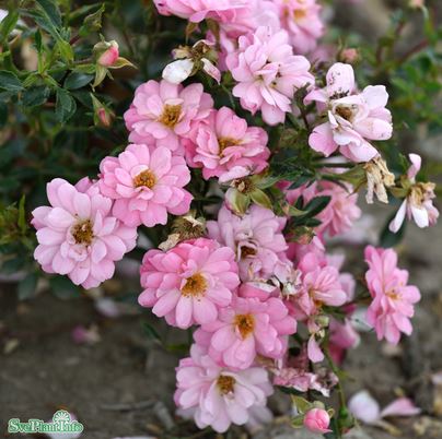 Miniatyrros 'Easy Cover' 5-pack barrot