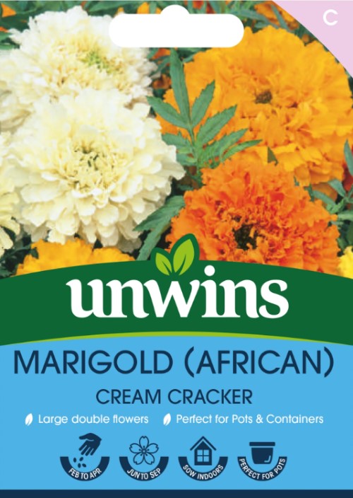Stor Tagetes 'Cream Cracker' Mix