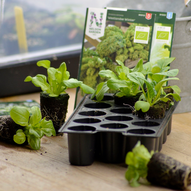 Minipluggbrätte med 14st celler - 3st