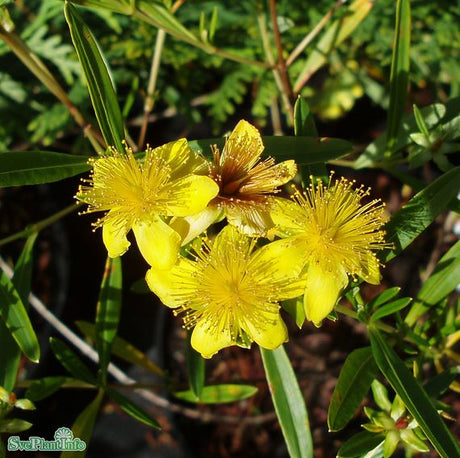 Knapphyperikum 'Gemo' 20-pack i kruka