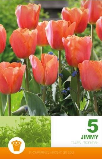 Triumphtulpan 'Jimmy' 5st