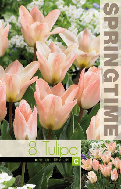 Botanisk Tulpan 'Little Girl' 8st