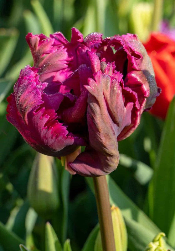 Papegojtulpan 'Negrita Parrot' 8st