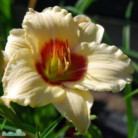 Daglilja 'Pandoras Box' 11cm kruka