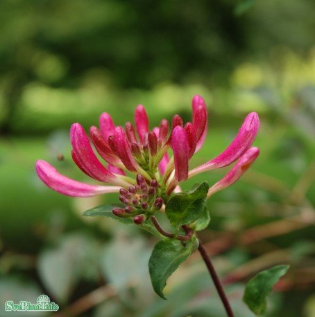 Vildkaprifol 'Serotina' co 10-pack