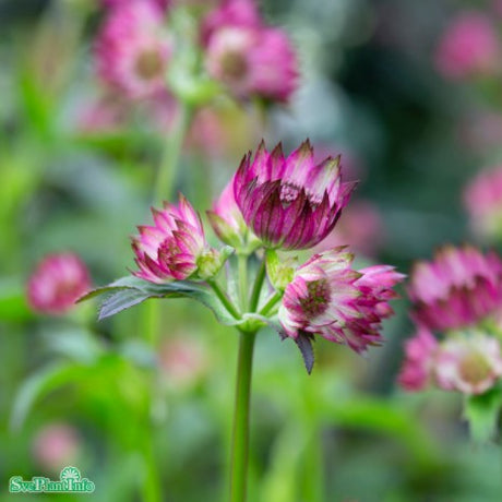 Stjärnflocka 'Diamond Soft Pink' 9cm kruka