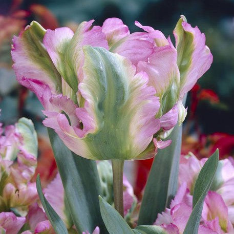 Papegojtulpan 'Green Wave' 8st