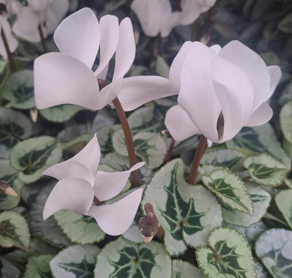 Cyklamen Storblommig Vit 12cm kruka