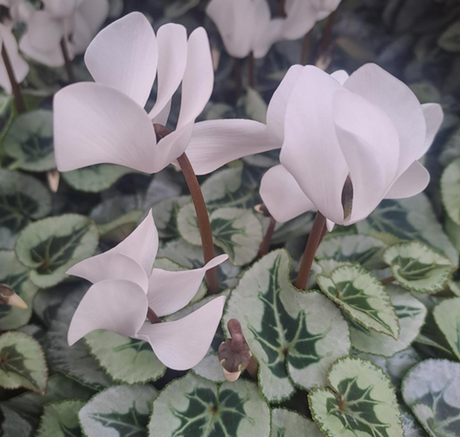 Cyklamen Storblommig Vit 12cm kruka