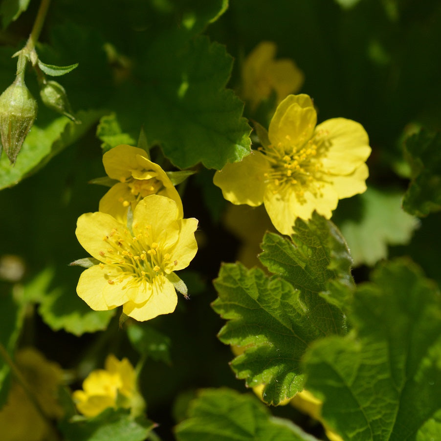 Waldsteinia 11cm kruka