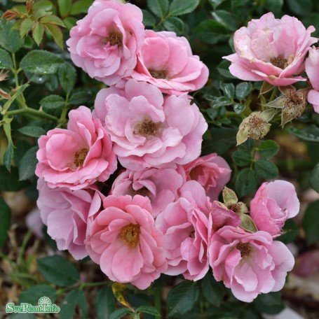 Miniatyrros 'Sweet Cover' 5-pack barrot