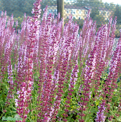 Stäppsalvia 'Amethyst' 11cm kruka