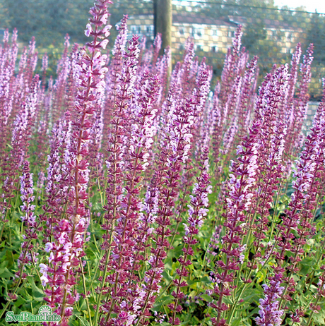 Stäppsalvia 'Amethyst' 11cm kruka