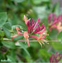 Blomsterkaprifol 'American Beauty' 3-pack
